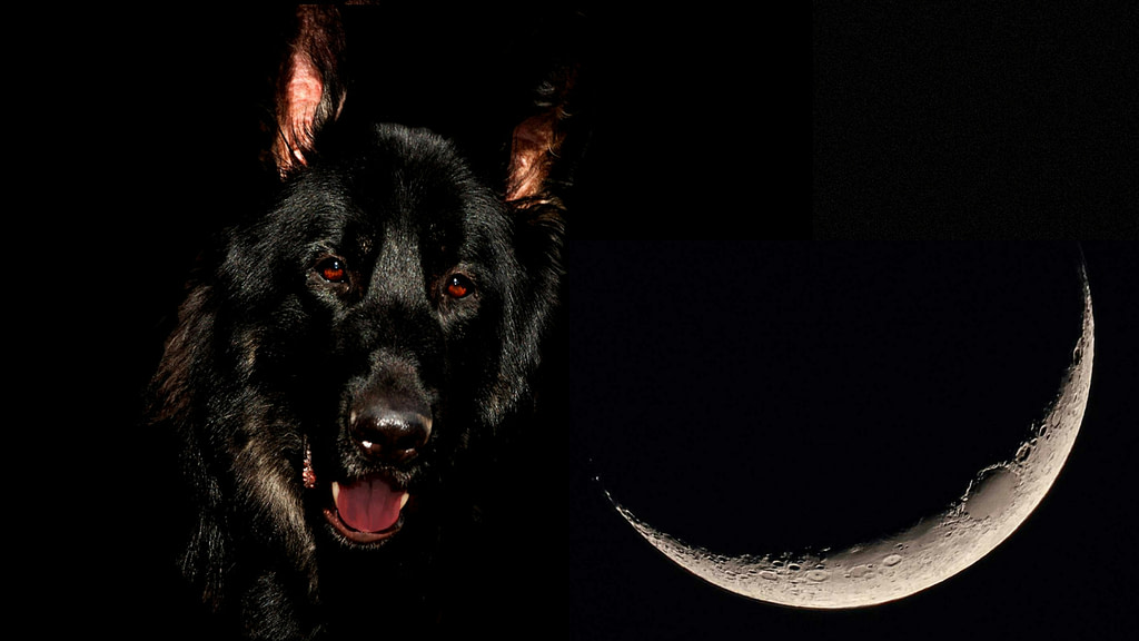 A black dog and a crescent moon representing Hecate's symbols of liminality in the darkness