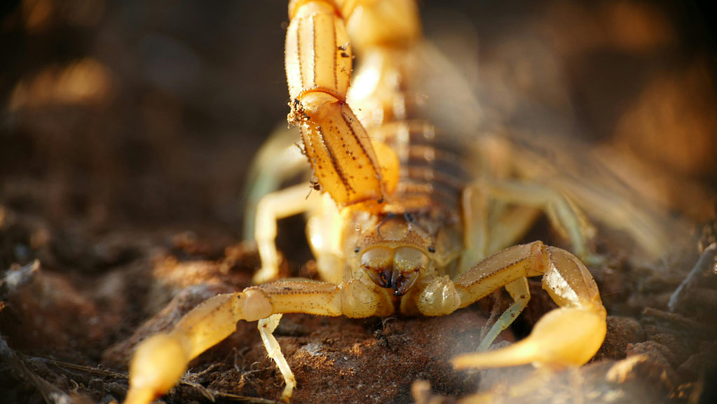 Close-up of a scorpion with raised tail symbolizing transformation, power, and scorpion symbolism