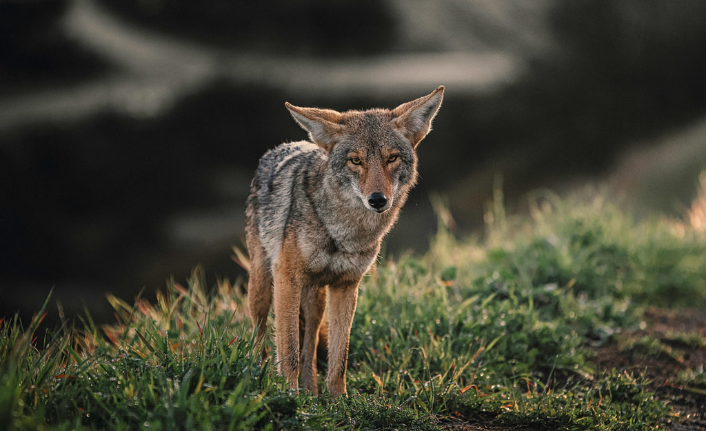 A Coyote in the wild, symbolizing the Trickster archetype meaning – mythic symbol of chaos, humor, and transformation