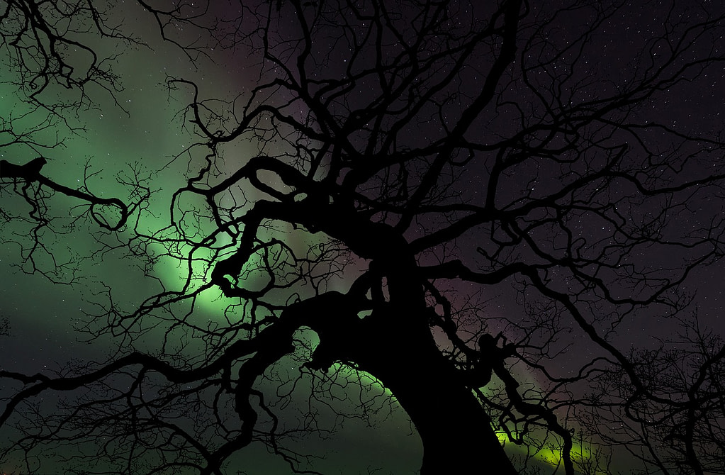 What do you branches grow toward?