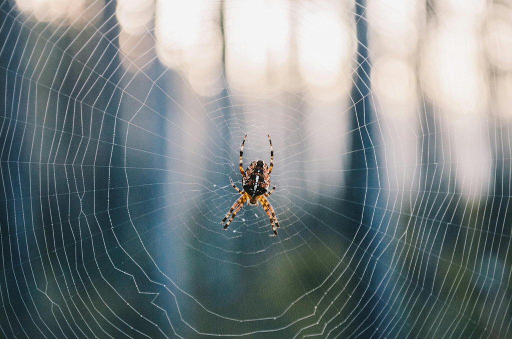 Spider at the center of a delicate web, symbolizing patience, creation, and dream weaving