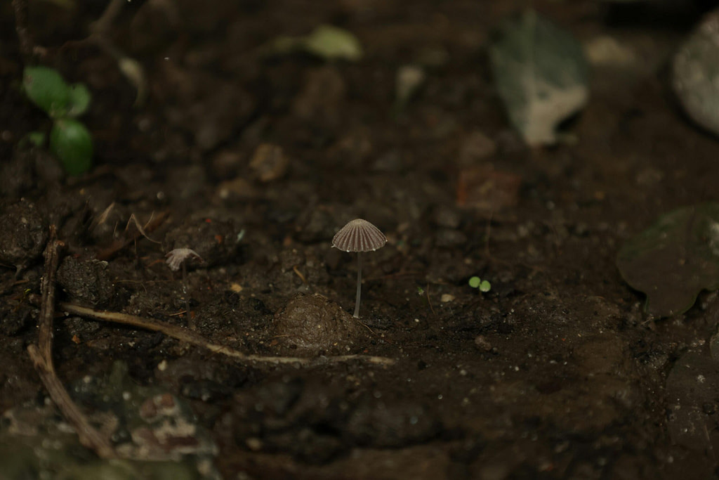 A small mushroom emerging from dark, damp soil, barely visible against the forest floor.