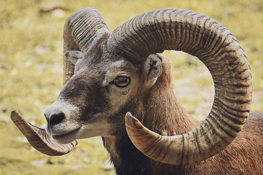 Close-up of a ram with large curved horns symbolizing Aries energy and new moon in Aries astrology
