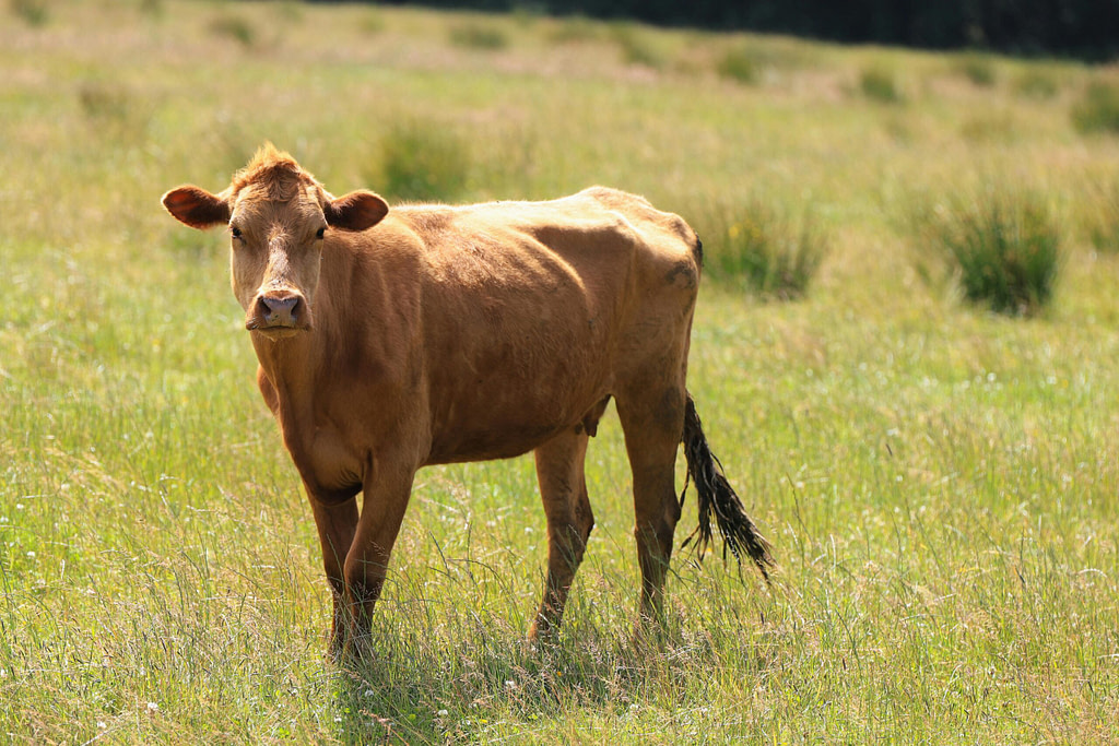 Brown cow standing in a grassy field symbolizing cow goddesses, fertility, nourishment, and sacred feminine mythology