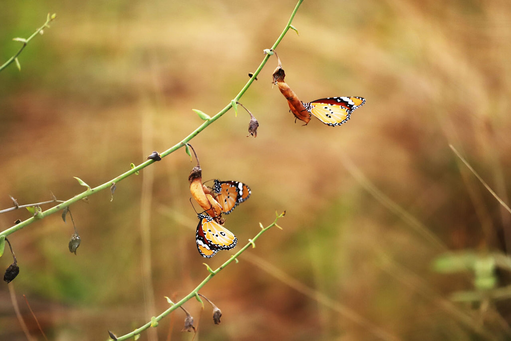 Butterflies emerging from chrysalises, symbolizing transformation, growth, and becoming alive in your skin.