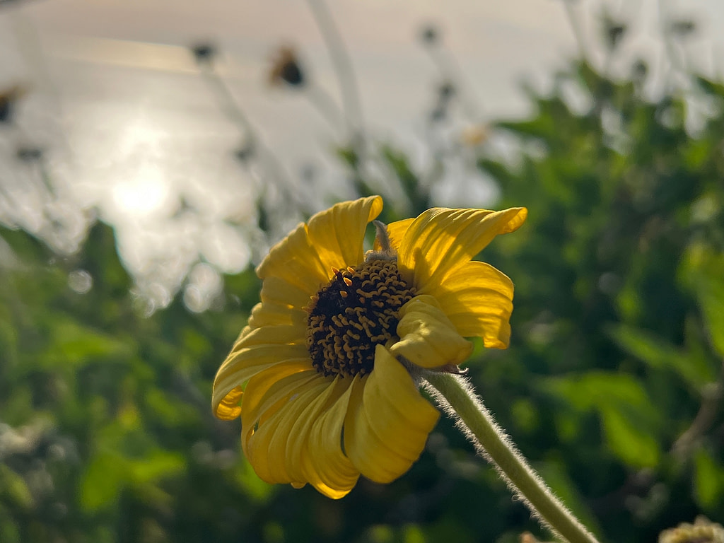 Waiting to be pollinated