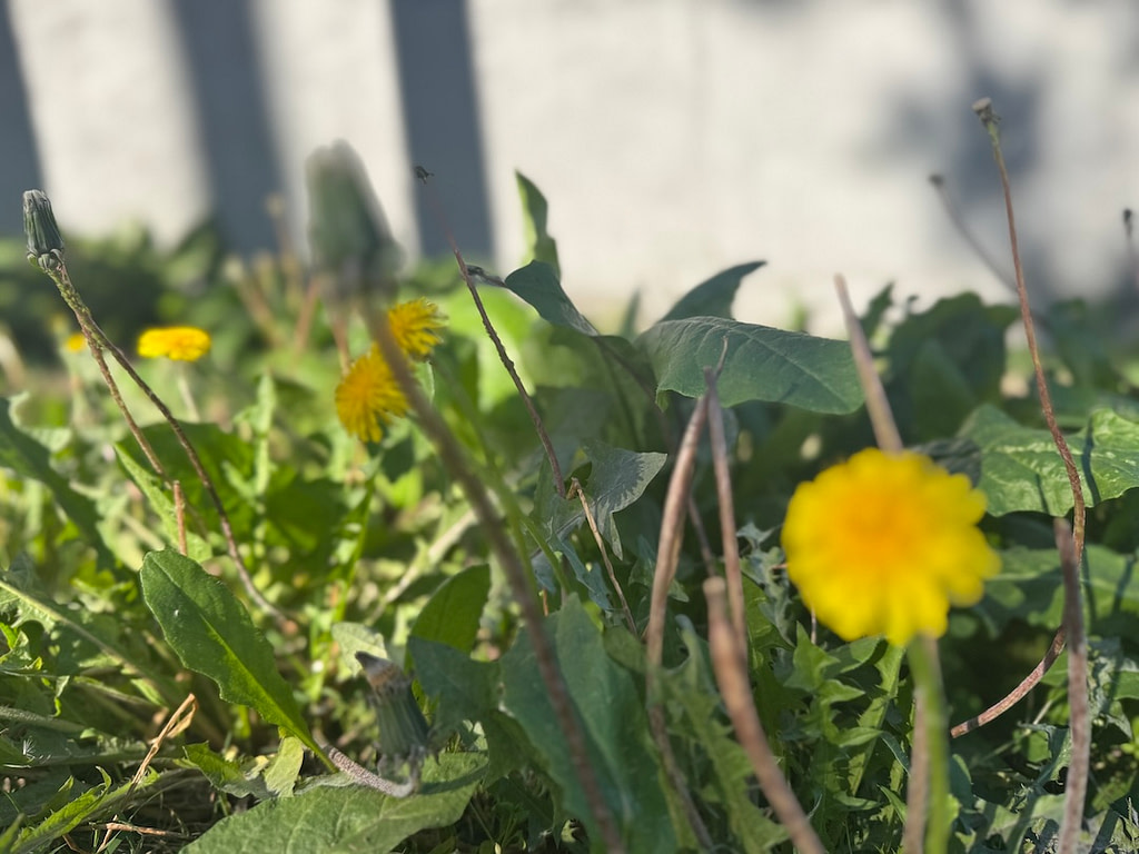 Dandelion growing in the wild, symbol of resilience, nourishment, and hope in difficult times