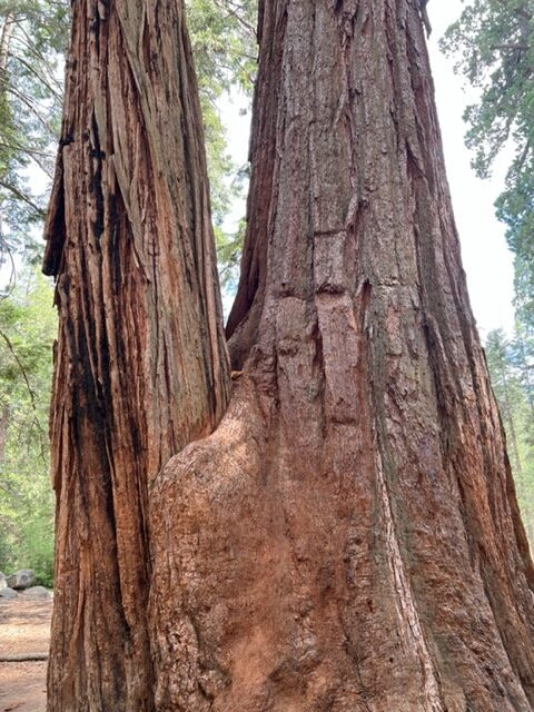 Trees hugging - the duality of Gemini as a supportive act