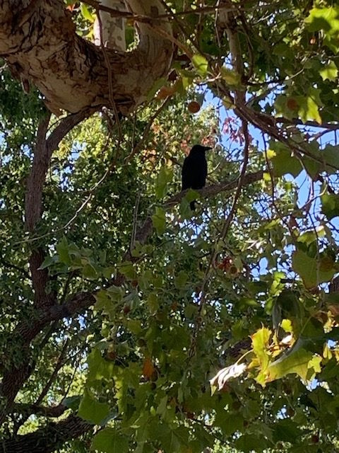 End Of Summer, Changing Colors, With The Crow