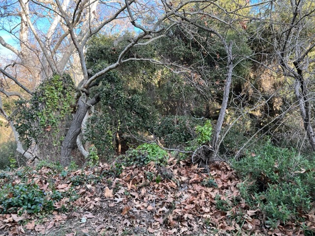 Tree branches make a portal