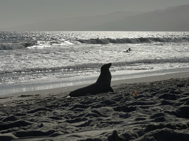 The seal and the anthropocentric lens