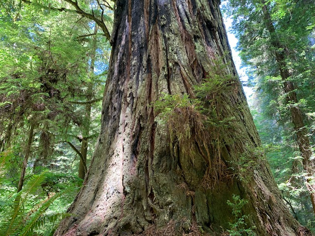 In the presence of of a tree