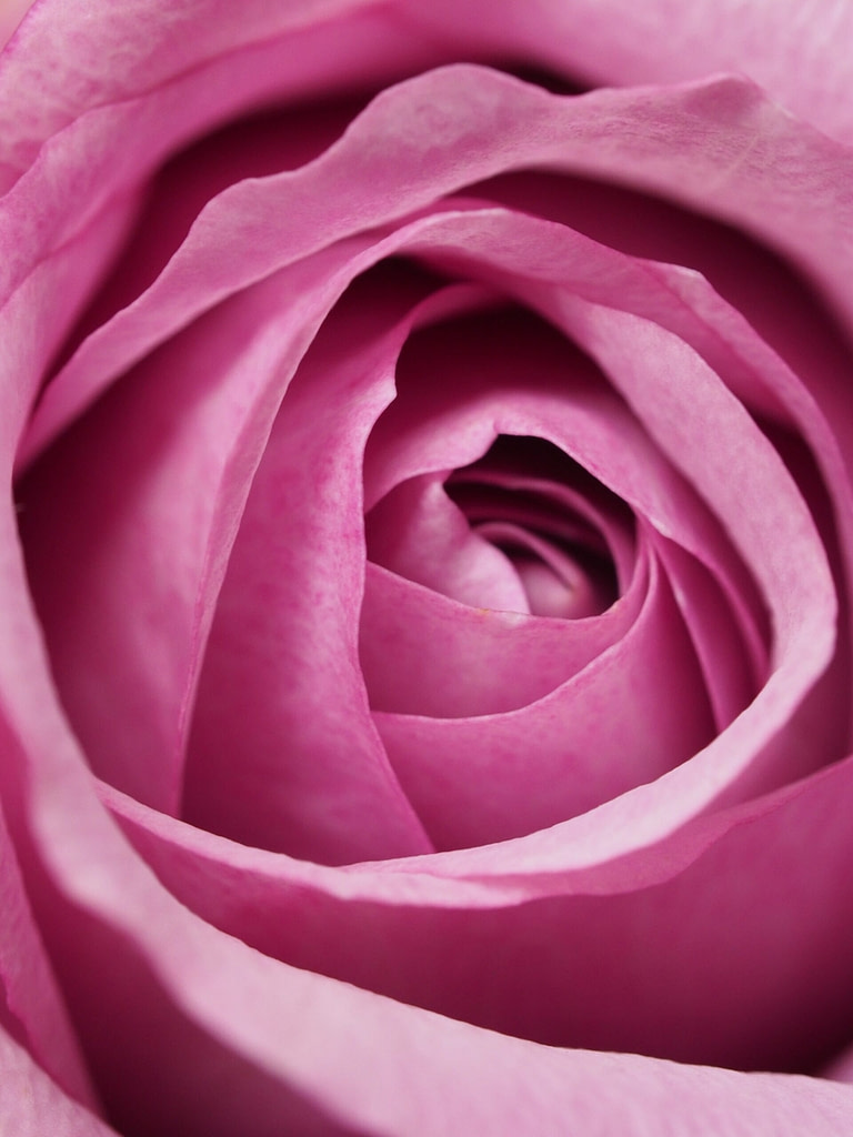 Every rose has its horn