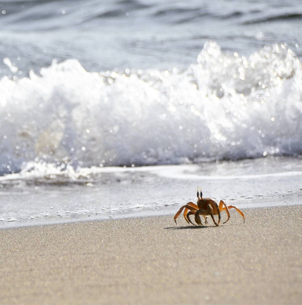 Crab standing at the edge of the ocean as waves roll onto the shore, symbolizing the New Moon in Cancer, emotional courage, home, and embracing every part of yourself.